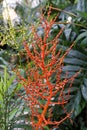 A strange, orange plant in a greenhouse