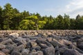 Boulder Field in Hickory Run State Park Pennsylvania Royalty Free Stock Photo