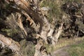 Strange Paperbark Trees with peeling bark thrive in swamps.