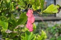 Strange pink berry fruit, close up