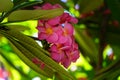 strange pink flowers of a native plant of the island of Gran Canaria. Canary islands spain