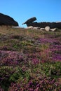 Strange pink granite rock in the shape of a fish balanced on the Breton moor.