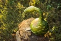 Strange pumpkin like snake