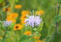 Strange purple flower horizontal in back Royalty Free Stock Photo