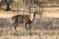 Strange racked whitetail buck Royalty Free Stock Photo