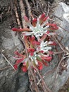 Strange red white plant on a stone