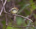 The strange Scale-crested Pygmy-tyrant Royalty Free Stock Photo