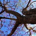 Strange shape of flamboyant tree, violet flower