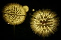 night light is like a dandelion blooming at night