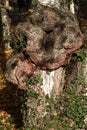 Strange shape on silver birch tree trunk Betula Pendula, possibly fungus called Chaga, latin name Inonotus obliquus