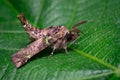 Strange shaped moth perched on a leaf