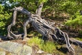 Strange shaped pine tree on the shore of Porkkalanniemi