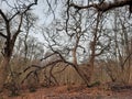 A strange shaped tree standing in a forest in the Kent countryside Royalty Free Stock Photo