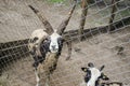A strange spotted goat with four horns behind the fence Royalty Free Stock Photo