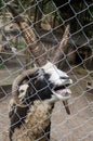 A strange spotted goat with four horns behind the fence Royalty Free Stock Photo