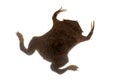 A strange Surinam toad on white backround