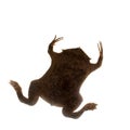 A strange Surinam toad on white backround