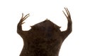 A strange Surinam toad on white backround