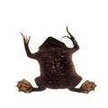 A strange Surinam toad on white backround