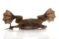 A strange Surinam toad on white backround