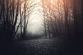 Dark woods with surreal light Royalty Free Stock Photo