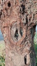 Strange to find a tree trunk like this. The plot looks artistic. I do not know what happened, so that the stem can form like that. Royalty Free Stock Photo