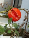 Strange tomato tree