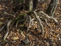 Strange tree roots in  Hoia Baciu forest Royalty Free Stock Photo