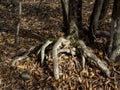 Strange tree roots in  Hoia Baciu forest Royalty Free Stock Photo