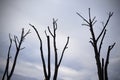 Strange trimmed trees. Silhouette of trees on cloudy sky.