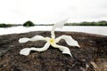 Strange Tropical Flower on a lava