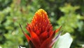 Strange tropical wild flower. nature background. water drops on strange exotic flower background with copy space. ecology concept.