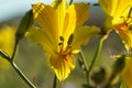 Strange and uncommon yellow alstroemeria blooming