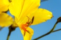 Strange and uncommon yellow alstroemeria blooming Royalty Free Stock Photo