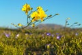 Strange and uncommon yellow alstroemeria blooming