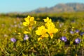 Strange and uncommon yellow alstroemeria blooming