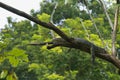 A strange, unusual and somewhat alarming sight of a large monitor lizard, high up in a tree.