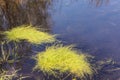 Strange water plants growing at surface of small lake in Andringitra National Park as seen during trek to Pic Boby. Most of flora