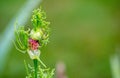 A strange weed is an eyecatcher in Missouri