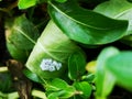 Stinky bug ovums on the bottom of a leaf Royalty Free Stock Photo