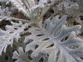 Strange white plant Royalty Free Stock Photo