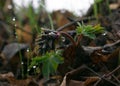 Strange wild flower with water drops on it in forest