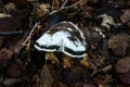 Strange Wild Mushrooms in the ground of the wood