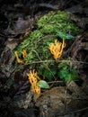 Strange wild mushroom growing in the forest