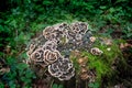 Strange Wild Mushrooms in a severed trunk