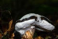 Strange Wild Mushrooms in the trunk of a tree