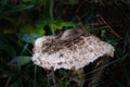 Strange Wild Mushrooms in a trunk tree in the wood