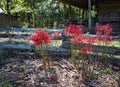 Strange wildflowers