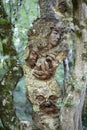 Strange wooden faces carved into trees. Art nature photo