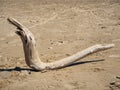 A strange wooden snag in the form of a snake lies on the sandy beach of the Ob Sea